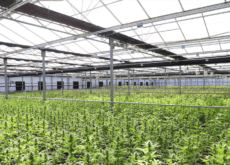 Commercial cannabis cultivation facility with rows of plants beneath a greenhouse-style roof and overhead structural systems.