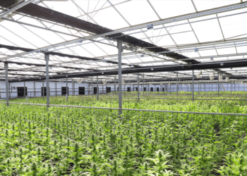 Commercial cannabis cultivation facility with rows of plants beneath a greenhouse-style roof and overhead structural systems.