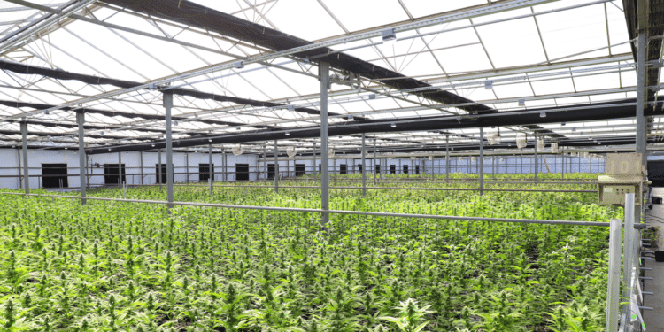 Commercial cannabis cultivation facility with rows of plants beneath a greenhouse-style roof and overhead structural systems.