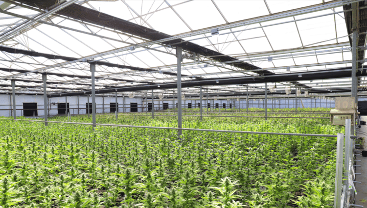 Commercial cannabis cultivation facility with rows of plants beneath a greenhouse-style roof and overhead structural systems.
