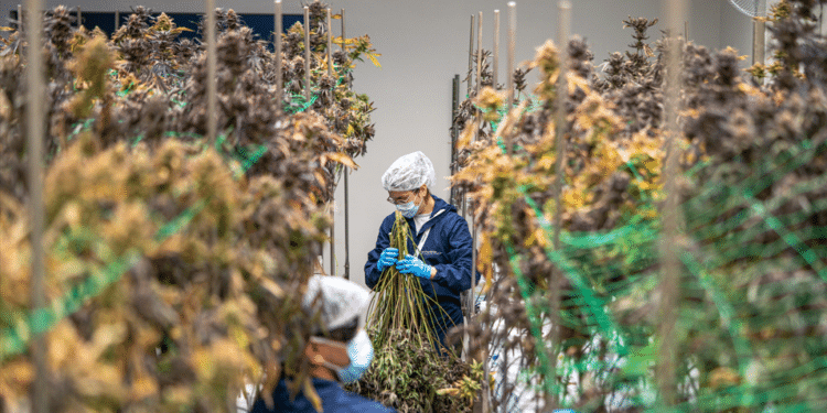 Building an FDA-Ready Extraction Facility: Design Decisions That Support Future Compliance