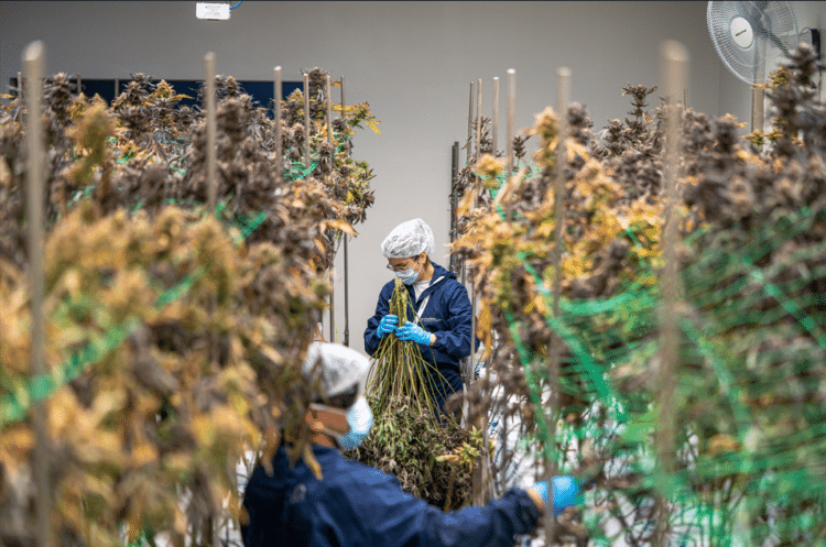 Building an FDA-Ready Extraction Facility: Design Decisions That Support Future Compliance