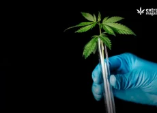 Here you can find a selection of cannabis scientific studies published in the latest month. Each article is correlated with a short abstract describing the purpose of the study and the main research findings.