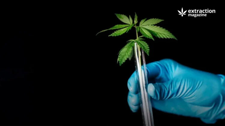 Here you can find a selection of cannabis scientific studies published in the latest month. Each article is correlated with a short abstract describing the purpose of the study and the main research findings.