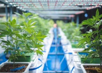 Selection of Best Scientific Publication on Cannabis - November 2023