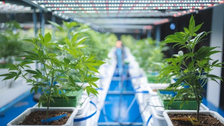 Selection of Best Scientific Publication on Cannabis - November 2023