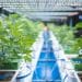 Selection of Best Scientific Publication on Cannabis - November 2023