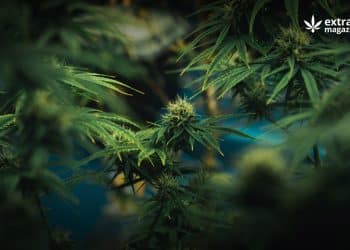 Selection of Best Scientific Publication on Cannabis September 2023