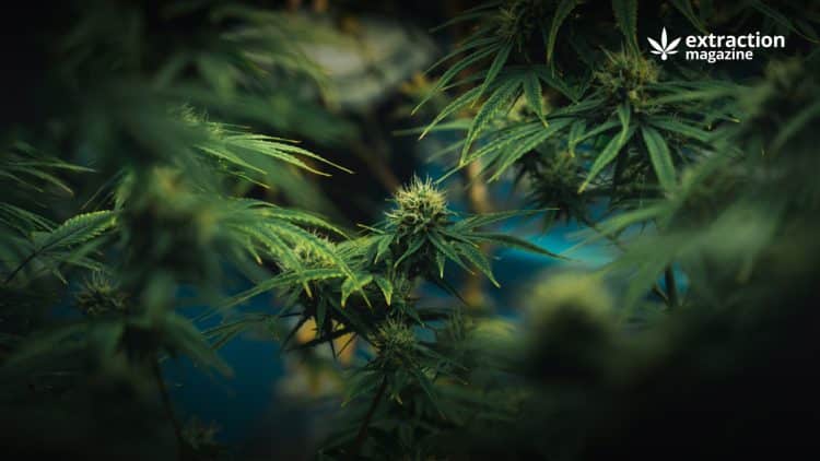 Selection of Best Scientific Publication on Cannabis September 2023