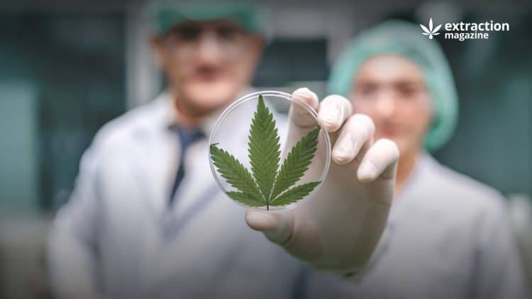 Selection of The Best Scientific Publications on Cannabis