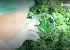 Selection of the Best Scientific Publications on Cannabis July 2023