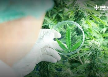Selection of the Best Scientific Publications on Cannabis July 2023