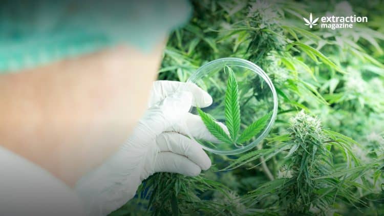 Selection of the Best Scientific Publications on Cannabis July 2023