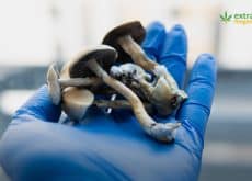 Synthetic Psilocybin May Treat Depression in a Single Dose