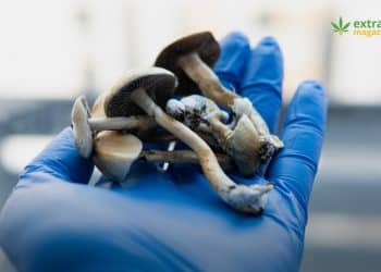 Synthetic Psilocybin May Treat Depression in a Single Dose