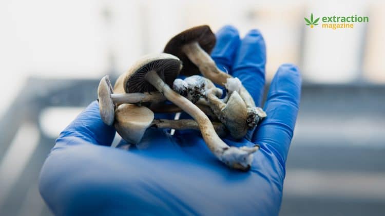 Synthetic Psilocybin May Treat Depression in a Single Dose