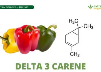Delta 3 Carene