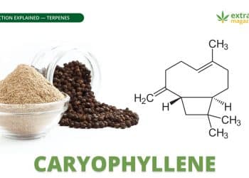 Caryophyllene