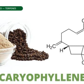 Caryophyllene