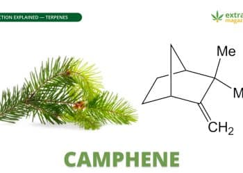 Camphene