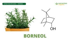 Borneol