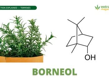 Borneol