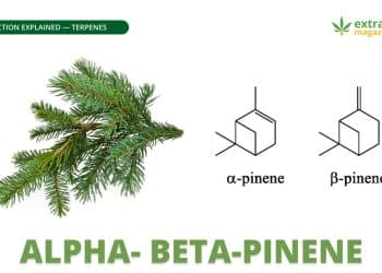 Alpha- Beta-pinene
