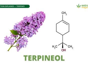 Terpineol
