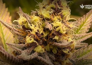 The History of the Cannabis Plant