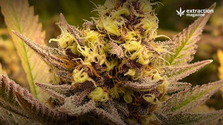 The History of the Cannabis Plant