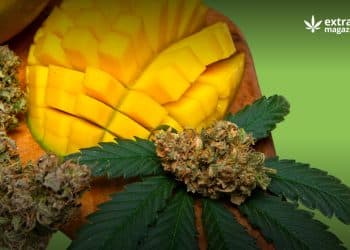 The Potential Health Benefits of Myrcene