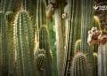 The Psychedelic Cactus San Pedro: History, Use and Extraction