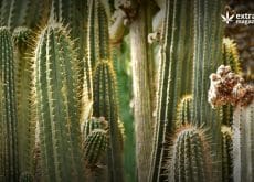 The Psychedelic Cactus San Pedro: History, Use and Extraction