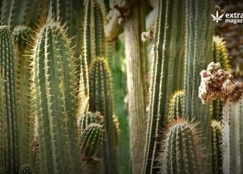 The Psychedelic Cactus San Pedro: History, Use and Extraction