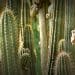 The Psychedelic Cactus San Pedro: History, Use and Extraction