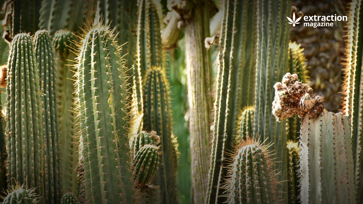 The Psychedelic Cactus San Pedro: History, Use and Extraction