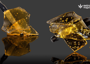 The Side Effects Of Butane Hash Oil