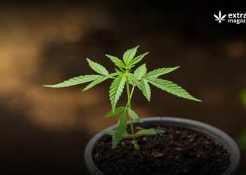 The Two-Way Relationship Between Cannabis and its Soil