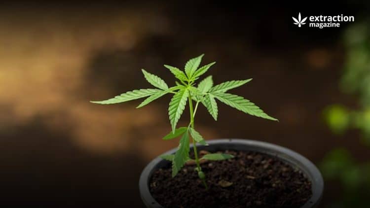 The Two-Way Relationship Between Cannabis and its Soil