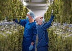 Workers wearing protective clothing handle cannabis plants in an indoor processing facility.