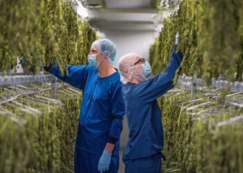 Workers wearing protective clothing handle cannabis plants in an indoor processing facility.