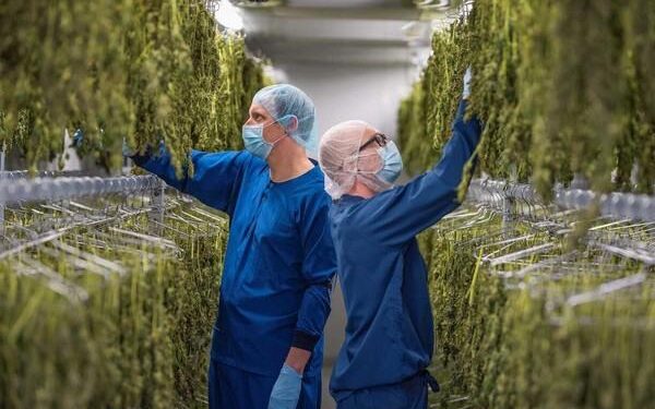 Workers wearing protective clothing handle cannabis plants in an indoor processing facility.