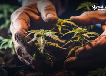 cannabis drug interactions