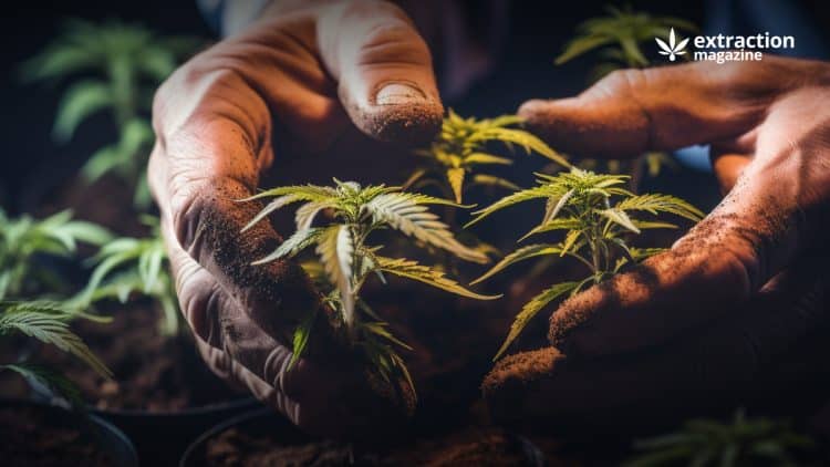 cannabis drug interactions