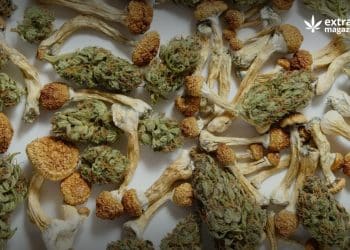 What Happens If You Mix Cannabis With Psilocybin?