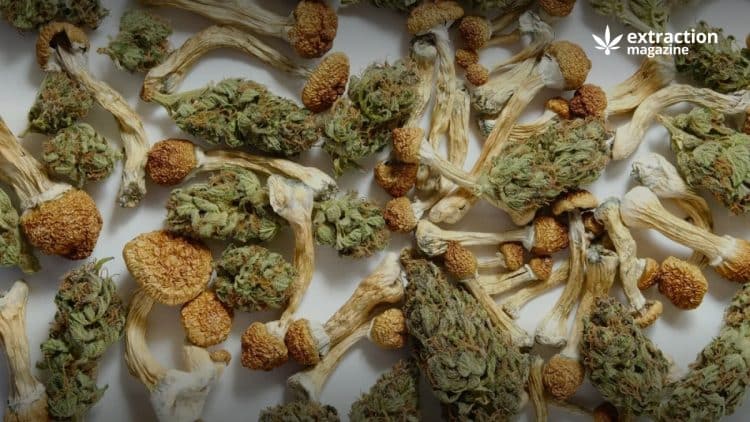 What Happens If You Mix Cannabis With Psilocybin?