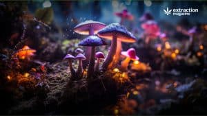 Where are Magic Mushrooms Legal in US — And Why The List Should Probably Be Longer
