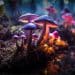 Where are Magic Mushrooms Legal in US — And Why The List Should Probably Be Longer