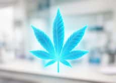 Transparent cannabis leave, sci-fi, futuristic-looking, in a lab setting.