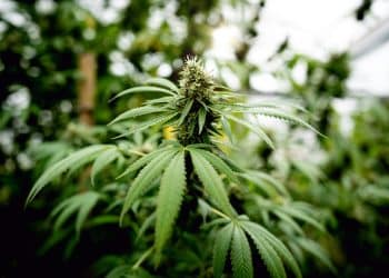 Selection of Best Scientific Publications on Cannabis — February 2024